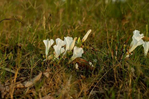 Die Gruppe Der Feldbindweed Weiße Blume Hat Quadratische Blätter Mit — Stockfoto