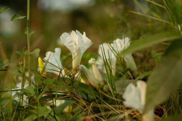 Campo Bindweed Una Planta Rastrera Rastrera Flor Blanca Tiene Hojas —  Fotos de Stock