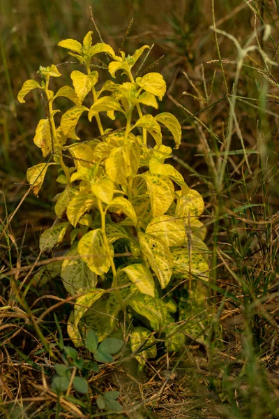 Mercurio Anual Planta Silvestre Nombre Común Mercurialis Annua También Conocido — Foto de Stock