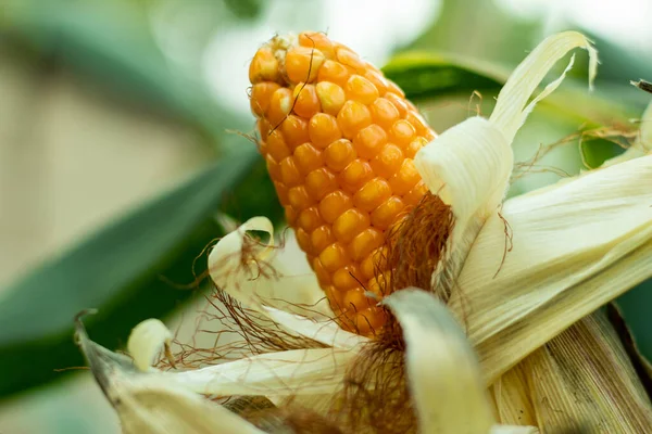 Kukorica Készen Áll Betakarításra Teljesen Kifejlődött Sok Bevonat Van Rajta — Stock Fotó