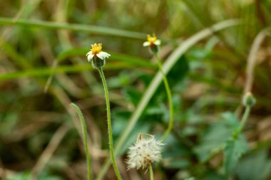 Tiny flowers petals called Coatbuttons or Hairy galinsoga's or Dumb-nettle or Beggar-ticks lack of seed and its fast seedling growth plant