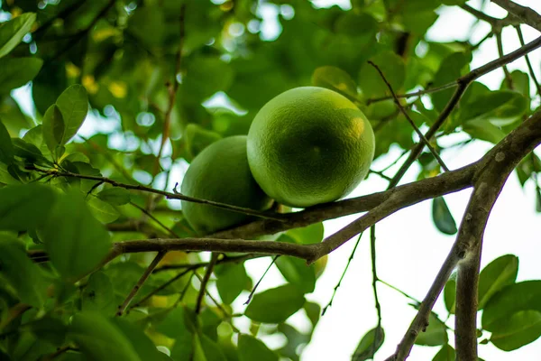 Jumbura, pomelo, pummelo veya bilimsel terimlerle Citrus maxima veya Citrus grandis.