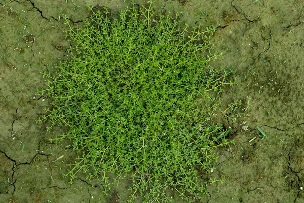 Žlutá Stěna Sláma Nebo Galium Nástěnný Malba Druh Volně Kvetoucí — Stock fotografie