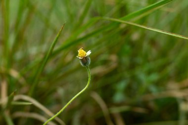 Kıllı galinsoga ya da Shaggy asker. Kıllı yaprakları ve yabani çiçekleri olan bol tohum üreten bir yaz mevsimi.