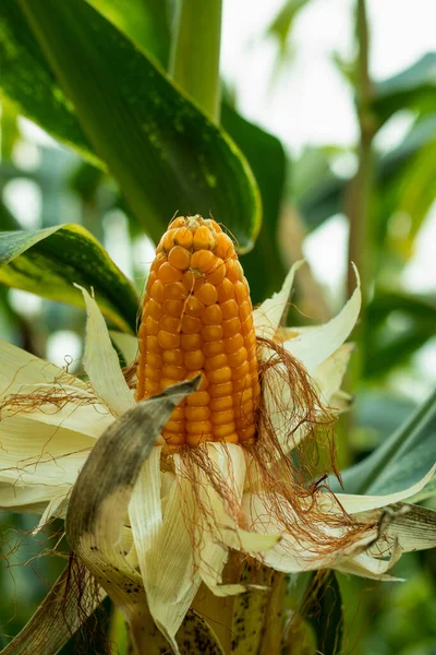 Érett Kukoricát Sárga Narancssárga Színű Fákról Gyűjtötték — Stock Fotó