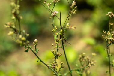 Yol ve nehir kenarındaki yabani bitki ya da yabani yeşil çimen bitkisi