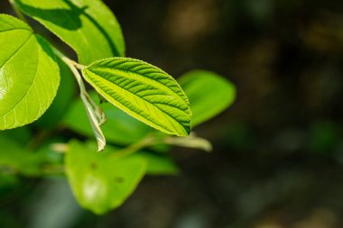 Evergreen kul boroy veya Hint jujube, Hint eriği Çin tarihi, Çin elması ve daldırma yaprağı.