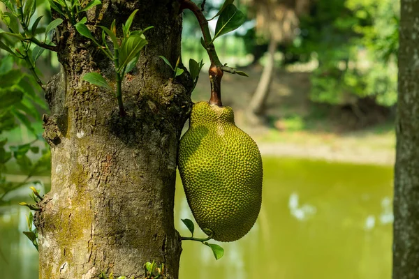 The biggest food of the world called Jackfruit is an exotic fruit grown in tropical regions of the world
