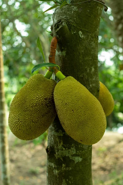 Jaca Una Fruta Grande Jaca Artocarpus Heterophyllus Lam Una Fruta — Foto de Stock