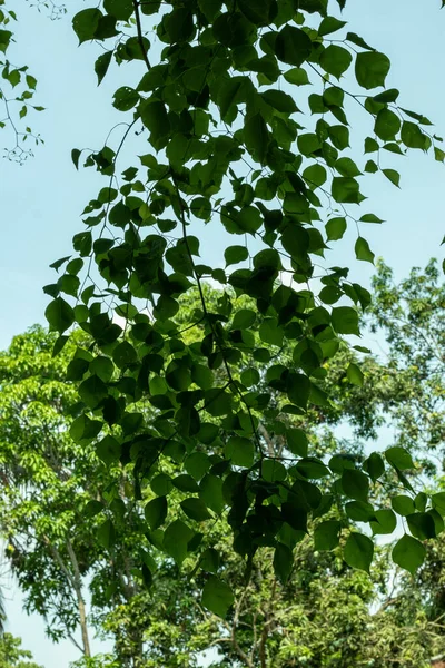 Pequeña Hoja Verde Decorada Que Cuelga Árbol Por Encima Llamado — Foto de Stock