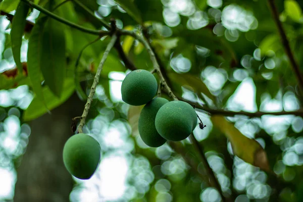 Himsagar Mango Sladké Zelené Šťávy Chutné Mango Asii — Stock fotografie