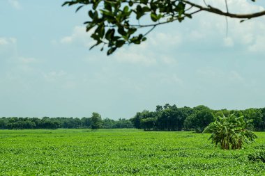 Yeşil Jüt uzun, yumuşak, parlak iplik ve güçlü ipliktir. Köyün ve Jüt 'ün en büyük kenevir bitkisi önemli doğal liflerden biridir..