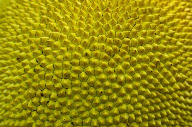 Jackfruit 'in benzersiz bir yönü de dünyanın alışılmadık büyüklükteki meyvesidir. Jackfruit 'in dikenli bir dış derisi vardır ve yeşil ya da sarı renklidir.