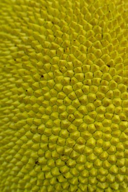 Jackfruit 'in dikenli bir dış derisi vardır ve yeşil ya da sarı renktedir. Jackfruit 'in benzersiz bir yönü dünyanın alışılmadık büyüklükteki meyvesidir.