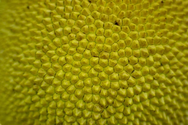 Jackfruit, Güneydoğu Asya 'da yaygın olarak yenen lezzetli bir tropikal meyvedir. Jackfruit' in dikenli bir dış teni vardır ve yeşil ya da sarı renklidir.