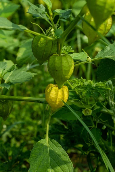 Tomatillo或Balloon Cherry 又名Husk Tomato 是一种树荫科植物 结有小的 球形的 绿色或绿色紫色果实 — 图库照片#