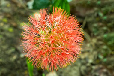 Haemanthus multiflorus, yaygın olarak kan zambağı olarak bilinir, uzun ömürlü bir soğandır. Scadoxus zambak, yılan zambağı olarak da bilinir, mayflower olarak da bilinen, tropikal bir bitkidir.