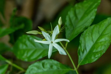 Katalonya yasemini ya da İspanyol yasemini. Jasminum grandiflorum, İspanyol beyaz çiçeği olarak da bilinir, Royal Jasmine, Katalan yasemin