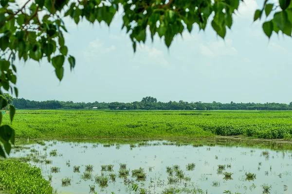 Uma Bela Aldeia Distância Folhas Maior Planta Vara Juta Das — Fotografia de Stock