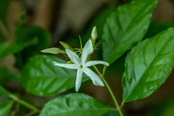 Καταλανικό Γιασεμί Ισπανικό Γιασεμί Jasminum Grandiflorum Επίσης Γνωστό Λευκό Λουλούδι — Φωτογραφία Αρχείου