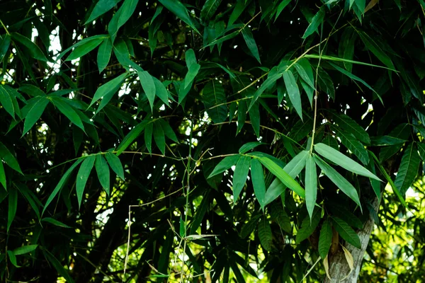 Bamboe Bladeren Achtergrond Ook Bamboe Bladeren Zijn Rijk Aan Vezels — Stockfoto