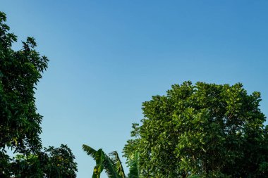 Güneşli bir günde mavi gökyüzünde yeşil yaprakla süslenmiş.
