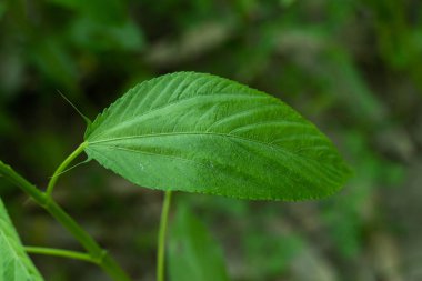 Yeşil çiğ jüt yaprakları ve ayrıca saluyot, ewedu veya lalo olarak da bilinir. Bölgeye bağlı olarak yetiştirilmektedirler.