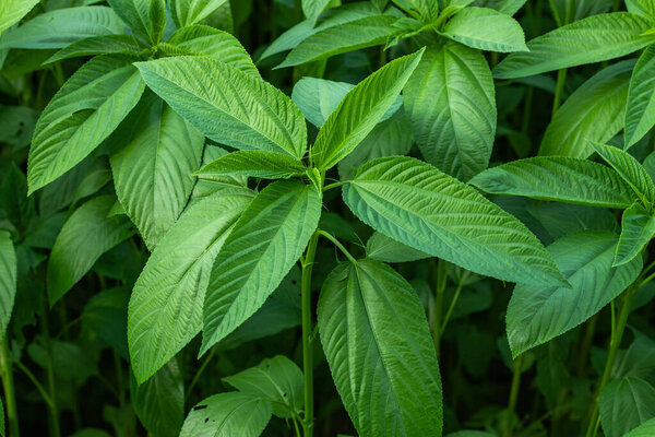 Jute leaves are also known as saluyot, ewedu or lalo Jute leaves are also known for their medicinal properties