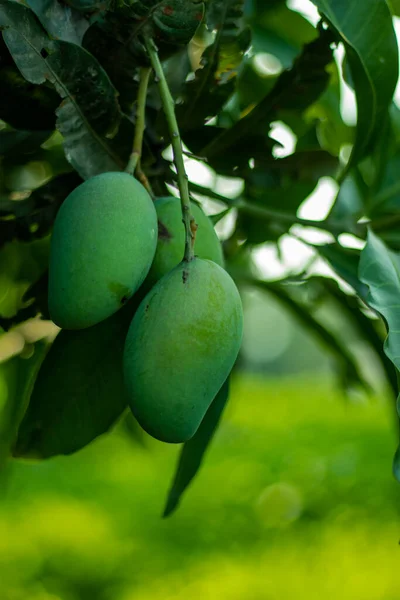 Zöld Mangók Vitaminban Vitaminban Vitaminban Vitaminban Gazdagok Emellett Létfontosságú Magnézium — Stock Fotó