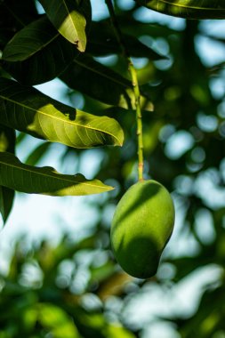 Çiğ mango sadece bir parça çiğ mango çiğneyerek rahatsız edici asit sorununu azaltabilir..