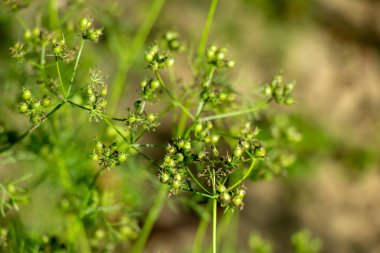 Coriandrum sativum ya da kişniş tohumları. Mutfak ve tıbbi değeri için ekilmiş bitki. Tüylü yapraklar ve narin yeşil gövde bitkileri