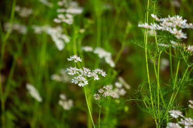 Bir bitkinin beyaz ve pembemsi çiçekleri, kişniş ya da çiçek açmış Cilantro. Küçük çiçekler küçük sümsükler halinde dizilir, dış yaprakları pembeleşir.