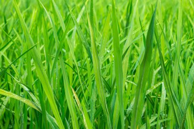 Pirinç oryza sativa, dünyanın büyük bir kısmı için hayati bir tahıl mahsulü ve temel gıdadır. Yeşil yapraklar, tahıl üretimini destekliyor. Çoğunlukla Asya bölgelerinde yetişiyor.