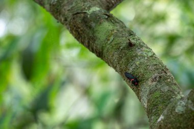 Bir sapın üzerinde tek bir siyah planthopper ya da Fulgoridae familyası, çarpan turuncu kırmızı başlı ve göğüs desenli, ormandaki pürüzsüz yeşil gri ağaca yapışmış.