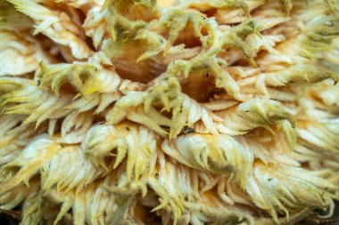 Cycas erkek polen konisi revoluta ya da Cycas pectinata microporophylls 'in tüylü dokularını gösteren makro fotoğrafçılığı