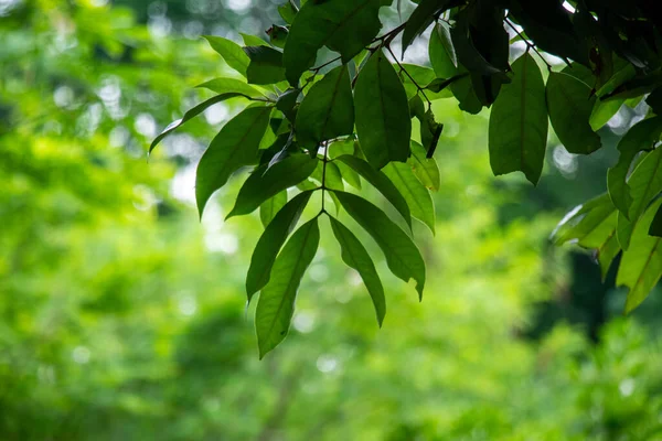Lychee veya Litchi chinensis koyu yeşil broşürlerle yaprakları inceler. Genç yapraklar koyu yeşile dönmeden önce bronz kırmızı veya bakır pembeden çıkar.