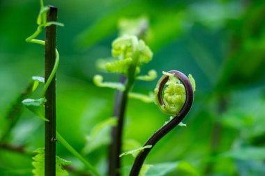 Matteuccia struthiopteris, devekuşu eğreltiotu keman kafalar Fibonacci spiralleriyle sarmalanmış parlak yeşil yapraklar açıyorlar. Yenebilir Pteridophyta, bahar lezzeti olarak değerli bir çekim yapar.