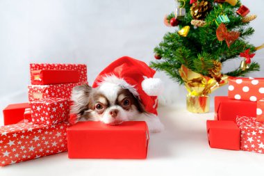 Chihuahua köpeği kırmızı Noel Baba kostümü giyip hediye kutusuyla kameraya bakıyor. beyaz arkaplanda izole.