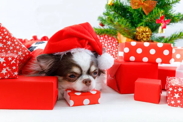 Chihuahua köpeği kırmızı Noel Baba kostümü giyip hediye kutusuyla kameraya bakıyor. beyaz arkaplanda izole.