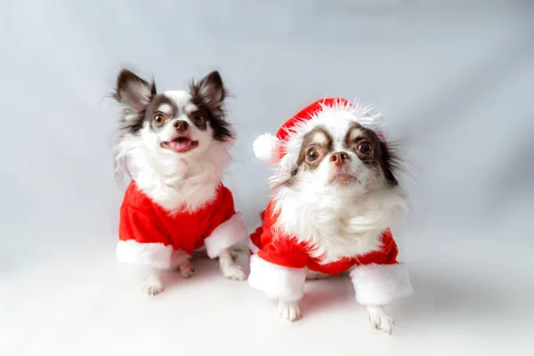 Kırmızı Noel Baba kostümü giyen iki chihuahua köpeği kameraya bakar. beyaz arkaplanda izole.