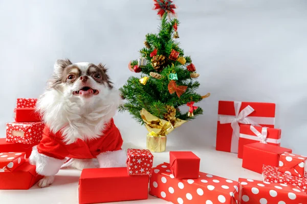 Chihuahua Kutya Piros Karácsonyi Mikulás Jelmezt Visel Ajándékdobozzal Kamerába Néz — Stock Fotó