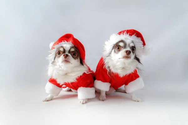 Kırmızı Noel Baba kostümü giyen iki chihuahua köpeği kameraya bakar. beyaz arkaplanda izole.