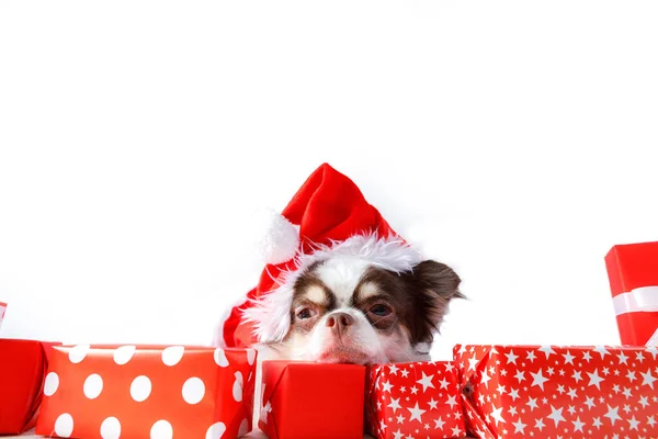 Chihuahua Dog Wearing Red Christmas Santa Costume Gift Box Looks — Stock Photo, Image