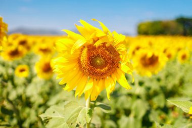 Gökyüzünde açan ayçiçeği tarlası mavi arka plan, Asya 'da güzel bir mızrak..