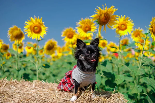 Perro Campo Girasoles Sobre Fondo Azul Cielo Hermoso Lanscepe Asia —  Fotos de Stock