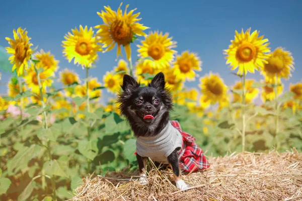 Perro Campo Girasoles Sobre Fondo Azul Cielo Hermoso Lanscepe Asia —  Fotos de Stock