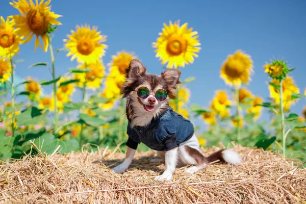 Pes Slunečnicovém Poli Nebesky Modrém Pozadí Krásná Krajina Asii — Stock fotografie