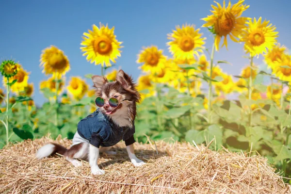 Perro Campo Girasoles Sobre Fondo Azul Cielo Hermoso Lanscepe Asia —  Fotos de Stock