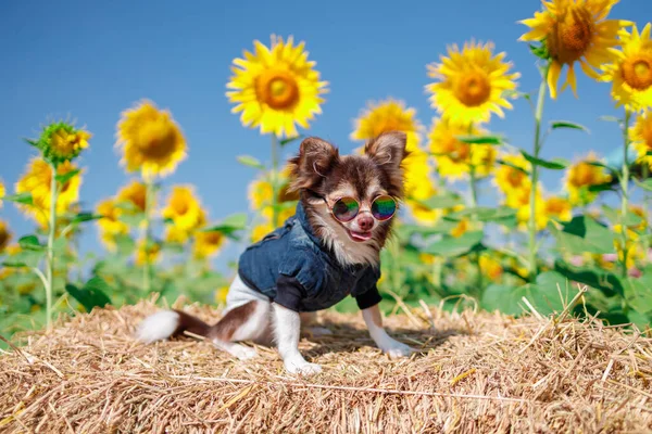 Pes Slunečnicovém Poli Nebesky Modrém Pozadí Krásná Krajina Asii — Stock fotografie