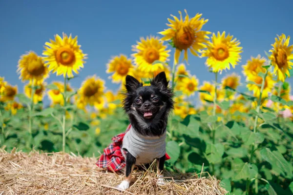 Ayçiçeği Tarlasında Bir Köpek Gökyüzünde Mavi Bir Arka Plan Asya Telifsiz Stok Fotoğraflar